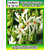 ROOKHRAJ PAUDHSHALA Live Coral Jasmine Night Flowering Parijat Plant