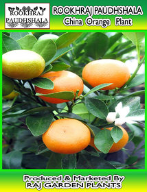 ROOKHRAJ PAUDHSHALA Chinese Orange Live Plant Calamondin Orange