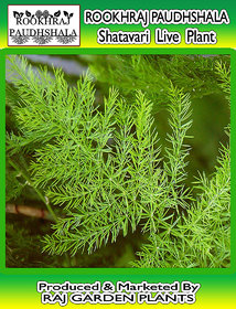 ROOKHRAJ PAUDHSHALA Shatavari, , Asparagus Racemosus, Herbal Medicinal Live Plant, Satavar, Shatamull, Satawari