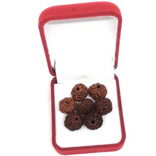 7Mukhi Rudraksha ( 7 Piece)