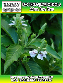 Rookhraj Paudhshala Adulsa Plant, Adusa, Justicia Adhatoda