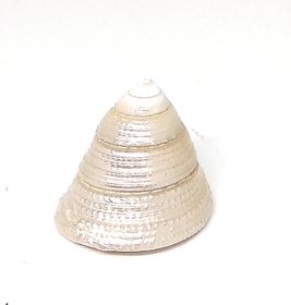 Pooja Shri Moti Shankh For Home Decorative And Inceanse Wealth And Happiness