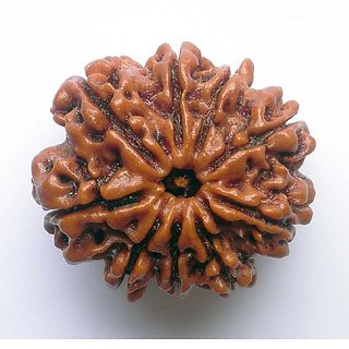 Rudraksha Beads Natural  Original 9 Mukhi Rudraksha ( Shiv Shakti Beads ) For Unisex By Ceylonmine