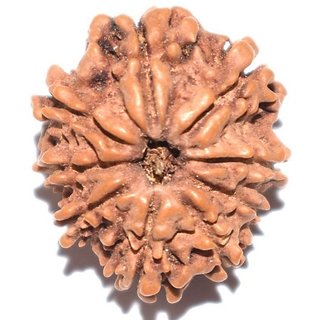 CEYLONMINE shiv shakti 9 mukhi rudraksha beads original & natural rudra bead