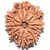 CEYLONMINE shiv shakti 9 mukhi rudraksha beads original & natural rudra bead