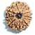 CEYLONMINE natural 9 mukhi/ face rudraksha beads original  certified beads ( shiv shakti )