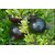 Dwarf Rare Black Giant Pomegranate Bonsai (Australian variety)  Seeds imported  (Pack of 10 Seeds)
