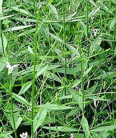 Kapebonavista andrographis paniculata six month plant, bhuinimba, green chirayta