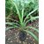 Kapebonavista Pandan sapling plants, 7 months old (annpurna plants), pandanus amaryllifolius