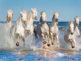Style UR Home - White Seven Horses running on Water - 18 x 24