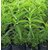 Kapebonavista white Sandalwood 2 years Plants, CHANDAN PLANT