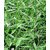 Two Kapebonavista patala garuda 4 month old sapling plants (rauvolfia serpentina)