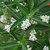 pachystachys Lutea