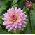Dahlia Best Quality Flower Seeds Pack Of 50.