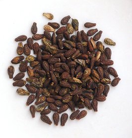 Urancia Natural Fresh Shivalingi Seed Shivilingi Beej Bryonia Laciniosa 100 Seeds For Germination