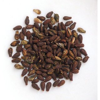Urancia Natural Fresh Shivalingi Seed Shivilingi Beej Bryonia Laciniosa 100 Seeds For Germination