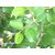 Urancia Ber Leaves Ber Ka Patta Zizyphus Jujuba 100g for Pooja