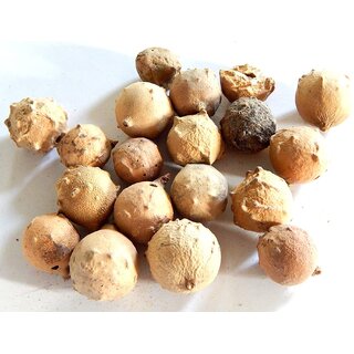 Urancia Majuphal Mayphal Manjakani Dyer's Oak Gall Oak Gall Nut Quercus Infectoria Oliv High Quality 100gm