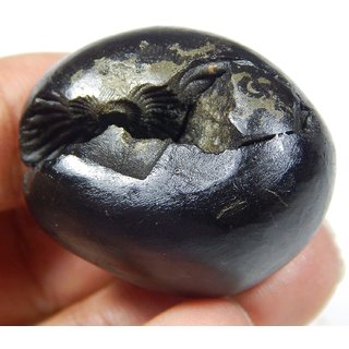 Urancia Sacred Adbhut Vaikutha Sarv Shaligram Nepal Kali Gandaki