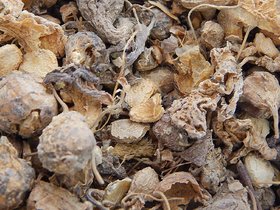 Urancia Banjh Karela Momordica Cymbalaria 100g