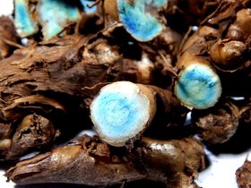 Urancia Farm Fresh Kali Haldi Black Turmeric 3kg Great Offer for This Month Recent Harvest