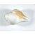 Urancia Shankha Blowing Conch Gem Quality High Polish Lenth 4to 5 Thickness 2 to 3 For Pooja