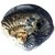Urancia Vishama Sudarshan Shaligram 1.5cm - 2.5cm From Kali Gandaki 1 Pcs