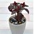 Modern Plants Live Eranthemum Red Decorative Plant With Pot - Healthy Plant