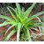 Modern Plants Live Sudarshan/Sudarshana/Crinum latifolium Medicinal Plant With Pot - Healthy Plant