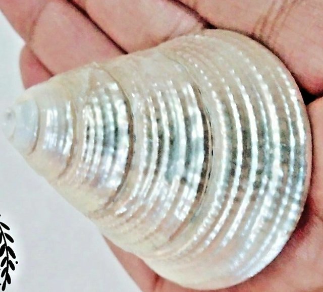 Buy 100 Genuine Moti Sankh or Pearl Conch for Mahalakshmi Puja Very ...