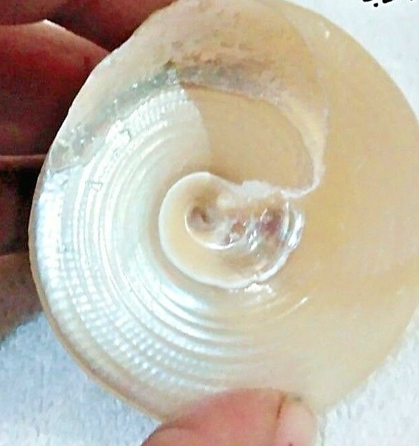 Buy 100 Genuine Moti Sankh or Pearl Conch for Mahalakshmi Puja Very ...
