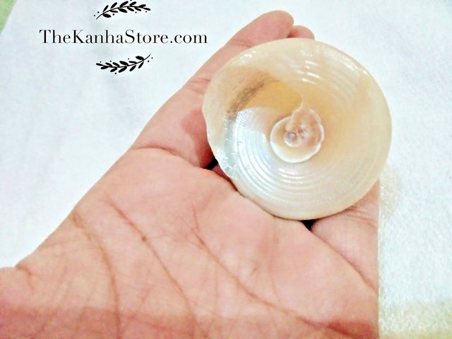 Buy 100 Genuine Moti Sankh or Pearl Conch for Mahalakshmi Puja Very ...