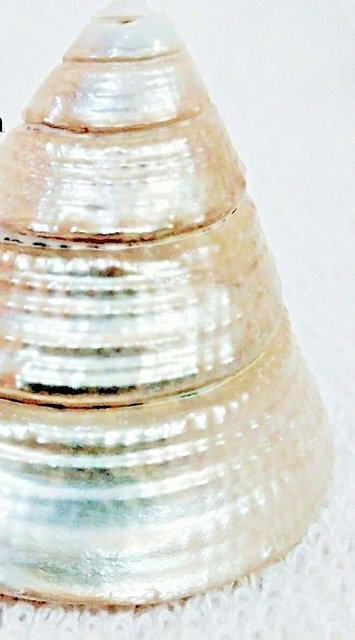 Buy 100 Genuine Moti Sankh or Pearl Conch for Mahalakshmi Puja Very ...