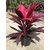 Modern Plants Live Dracaena Red Ruby Beautiful Ornamental Plant With Pot - Healthy Plant