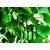 Modern Plants Live Kundru / Coccinia grandis Vegetable Vine Plant With Pot