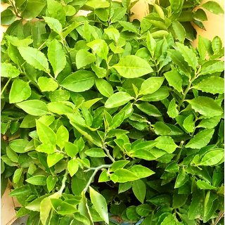Buy Modern Plants Live Naagdon - Nagdon Green Medicinal Plant With Pot ...