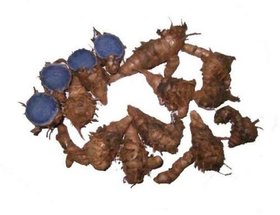 Kapebonavista Kali Haldi