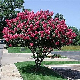 lagerstroemia Indica Plant