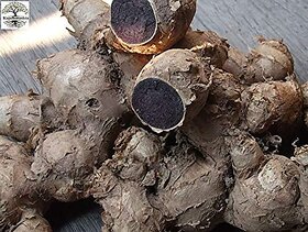 Kapebonavista Very Rare Deep Black Kali Haldi - 7 Pieces