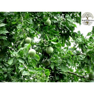 Kapebonavista Vilvam Maredu Bael Wood Apple 2months Old Bitter Orange Stone Aegle Marmelos Living Plant in Poly Bag