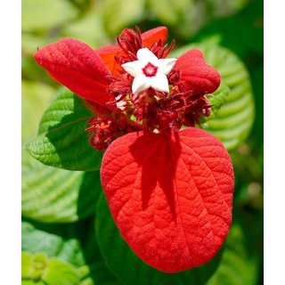 red mussaenda erythrophylla 4 Month Plant