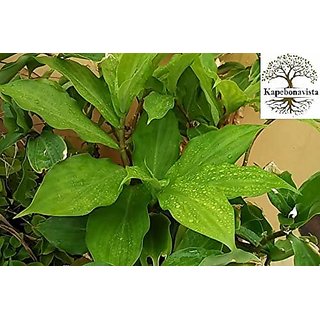 Kapebonavista Insulin Plant Costaceae Painted Spiral Ginger Costus Igneus Living Plant in Poly Bag