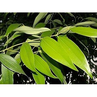Two cinnamomum Tamala 4 Month Plant