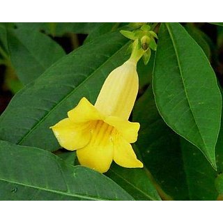 allamanda schottii