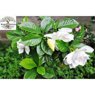 Kapebonavista Gandhraj Gandroya Gulchand Gandharaj Cape Jasmine Gardenia Florida Kaboklei Suvasane Malle Living Plant
