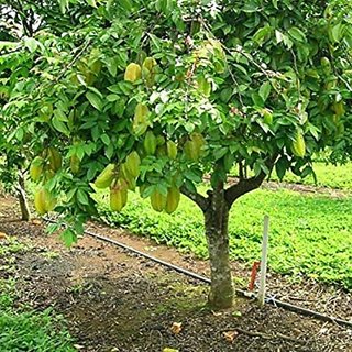 Kapebonavista Karmal Kamrakh Carambola Neermaruthu karamanga Jarul Marutham Averrhoa Carambola Star Fruit Living Plant