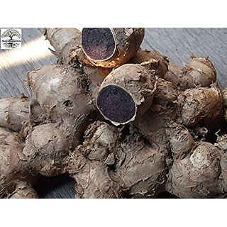 Kapebonavista Very Rare Deep Black Kali Haldi - 7 Pieces