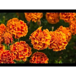 Marigold baramasi
