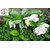 Kapebonavista Gandhraj Gandroya Gulchand Gandharaj Cape Jasmine Gardenia Florida Kaboklei Suvasane Malle Living Plant