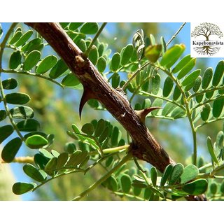 Kapebonavista Khadira Khair Black Catechu Acacia Living Plant in Poly Bag